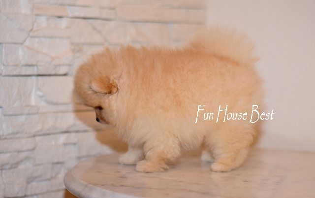 купить мини щенка шпица тип мишка в питомнике fun house best 