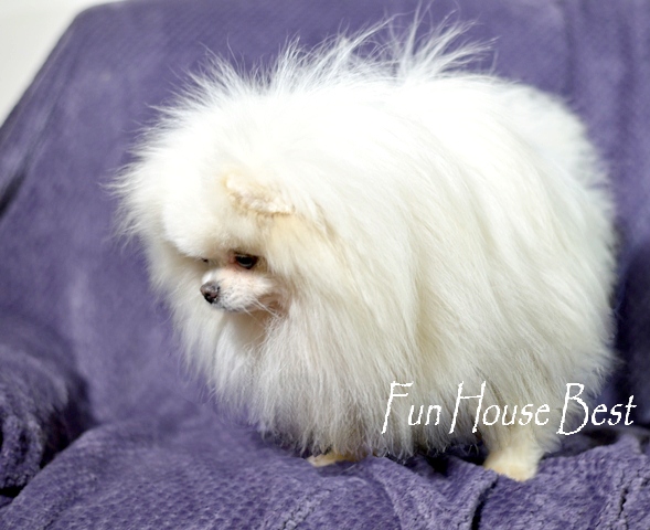 Купить эксклюзивного мини щенка померанского шпица ТИП МИШКА белоснежного окраса в питомнике (фото, цена, видео)