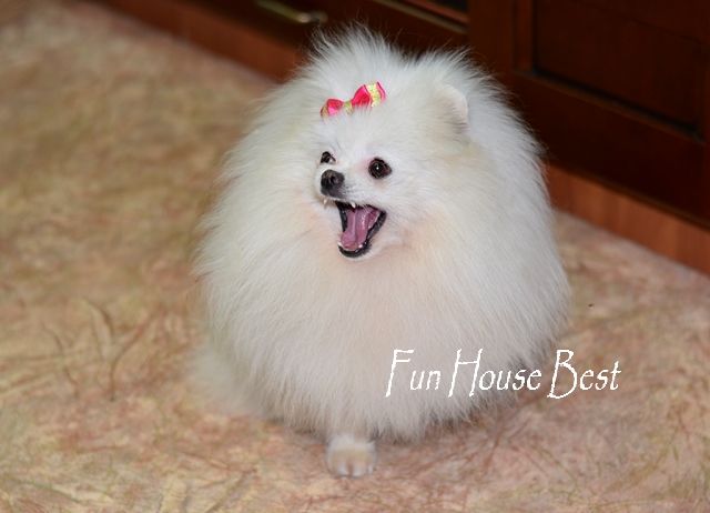 купить померанского шпица тип мишка белого окраса фото цена видео в питомнике fun house bes