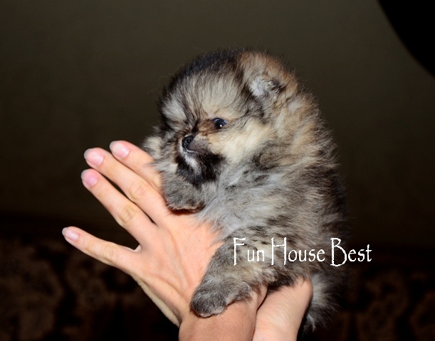 Купить мини щенок померанский шпиц тип мишка  фото 