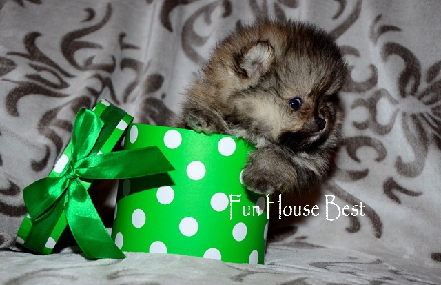 Купить мини щенок померанский шпиц тип мишка  фото 