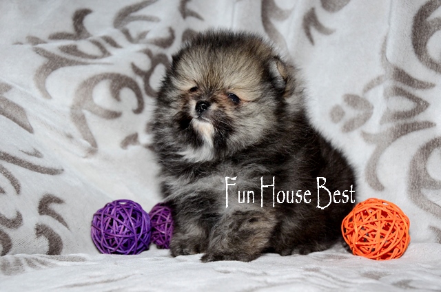Миниатюрный щенок померанский шпиц ТИП МИШКА соболино - кремового окраса (фото, цена, видео)