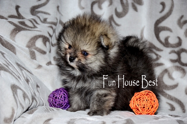 Миниатюрный щенок померанский шпиц ТИП МИШКА соболино - кремового окраса (фото, цена, видео)
