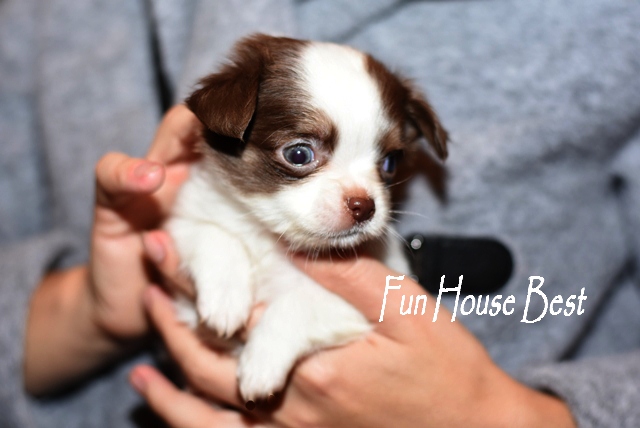 Купить длинношерстного щенка чихуахуа эксклюзивного бело - шоколадного окраса (фото, цена, видео))