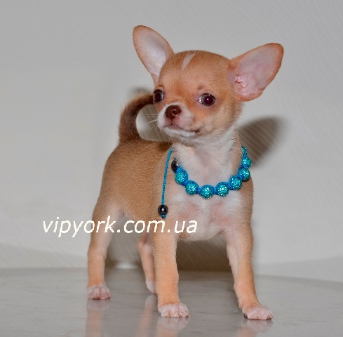 Купить в питомнике мини щенка чихуахуа тип кобби (фото, цена, видео)