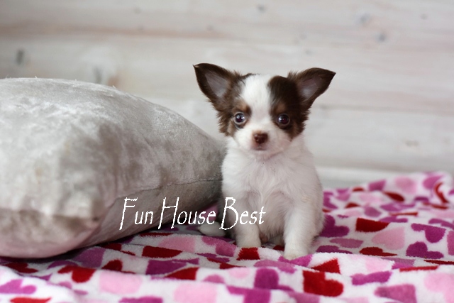 купить щенка чихуахуа в fun house best