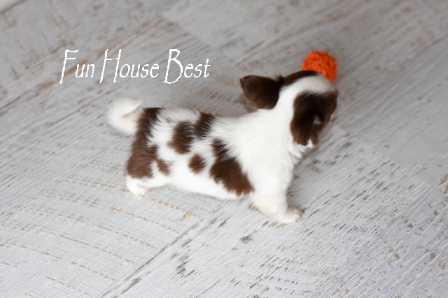 купить щенка чихуахуа в fun house best