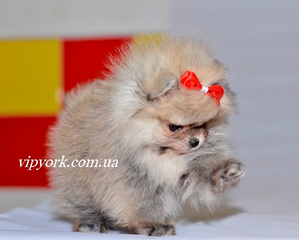 Мини девочка померанского шпица тип мишка (фото, цена, видео) 