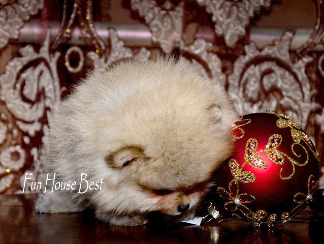 Питомник предлагает купить мини щеночка померанского шпица тип мишка (фото, цена, видео)