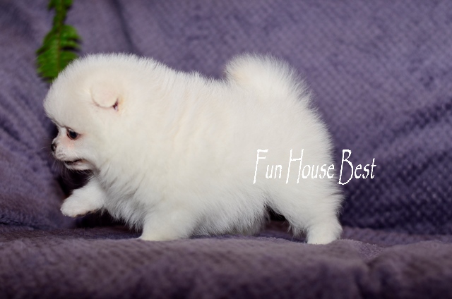 купить щенка померанского шпица тип мишка белого окраса фото цена видео