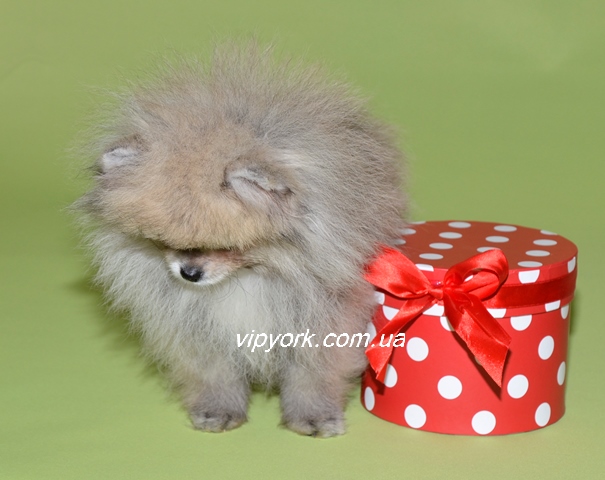 Мини девочка померанского шпица тип мишка (фото, цена, видео) 