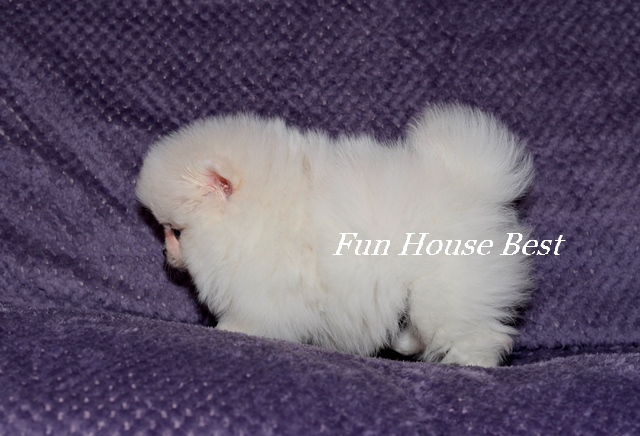 Мини щенок померанский шпиц белого окраса тип мишка