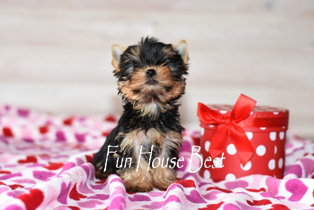 Купить супер мини щенка йоркширского терьера фото цена видео в питомнике fun house best