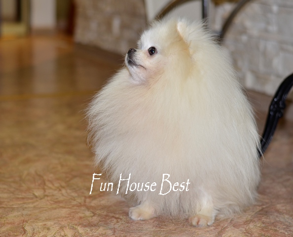 купить померанского шпица тип мишка белого окраса фото цена видео в питомнике fun house bes