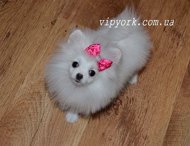 Микро Мини Шпиц Купить