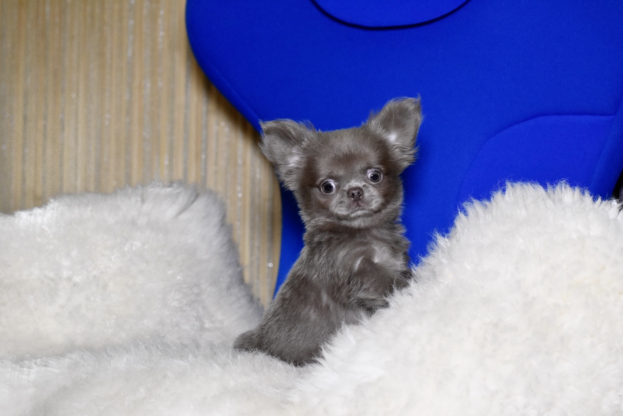 лиловый экстра мини щенок чихуахуа