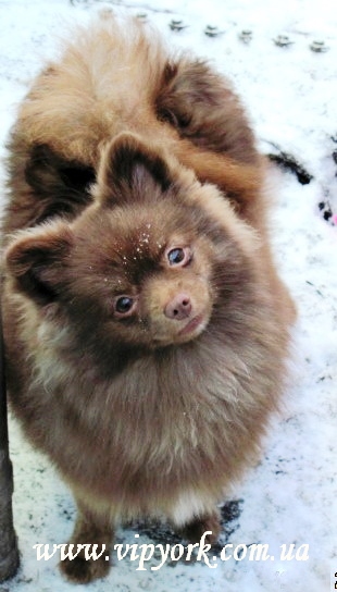 линька щенка померанского шпица фото 