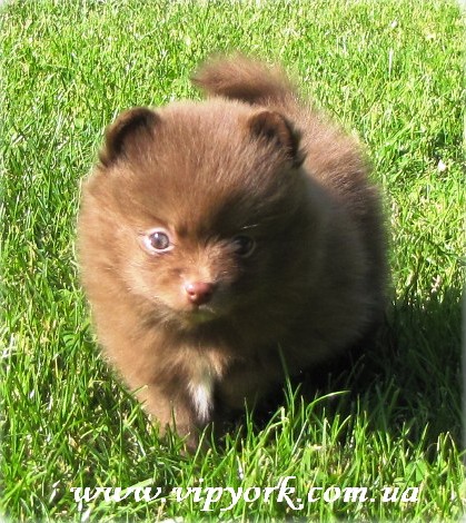 линька щенка померанского шпица фото 