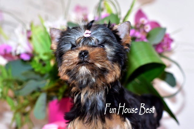Купить мини щенка йоркширского терьера с мордашкой беби фейс в питомнике fun house best (фото, цена, видео)
