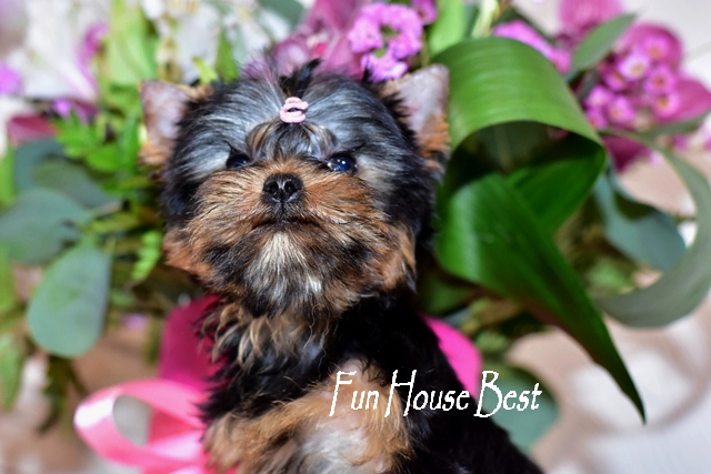 Купить мини щенка йоркширского терьера с мордашкой беби фейс в питомнике fun house best (фото, цена, видео)