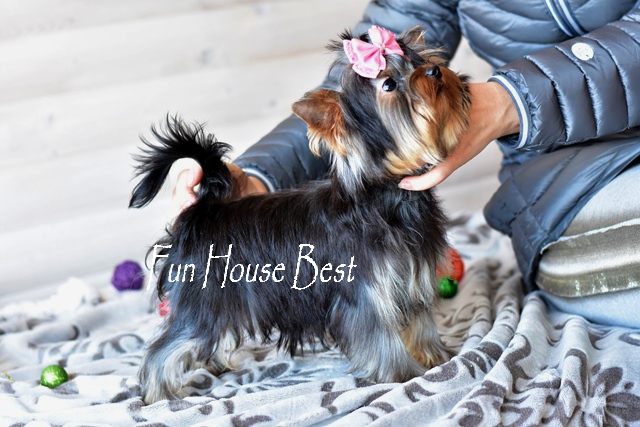  Купить щенка йоркширского терьера с мордашкой беби фейс в питомнике fun house best (фото, цена, видео)