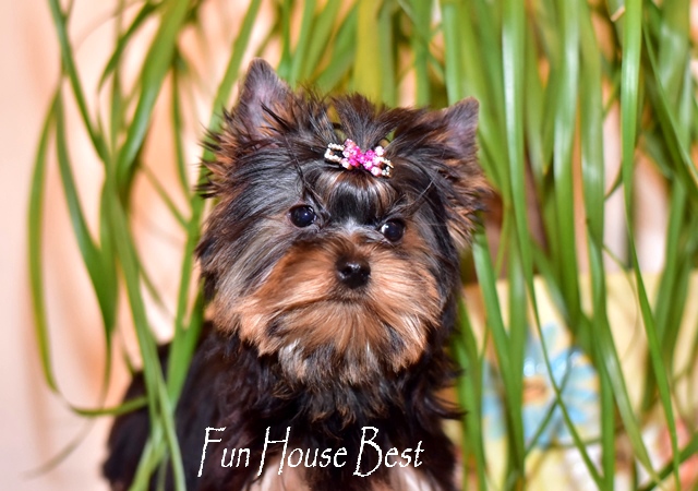  Купить щенка йоркширского терьера с мордашкой беби фейс в питомнике fun house best (фото, цена, видео)