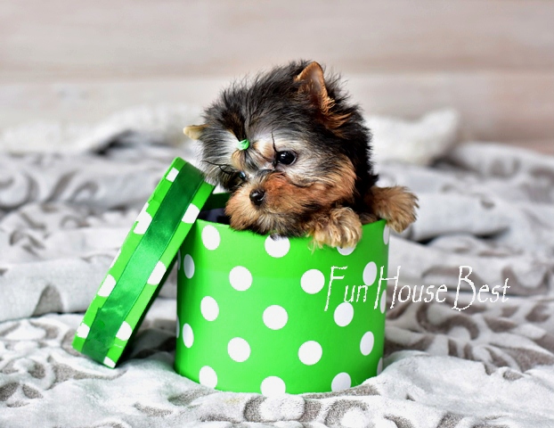 Купить супер мини щенка йоркширского терьера с мордашкой беби фейс в питомнике fun house best (фото, цена, видео)
