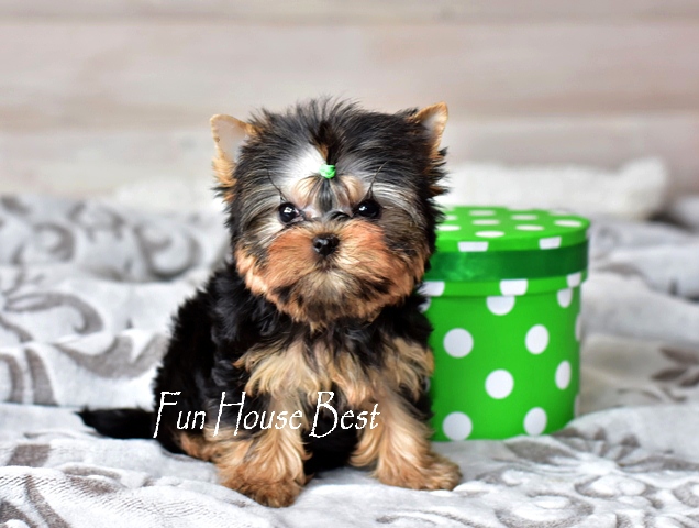 Купить супер мини щенка йоркширского терьера с мордашкой беби фейс в питомнике fun house best (фото, цена, видео)